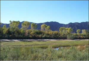 Habitat Restoration