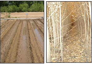 Habitat Restoration