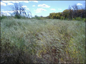 Habitat Restoration