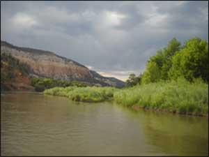 Habitat Restoration