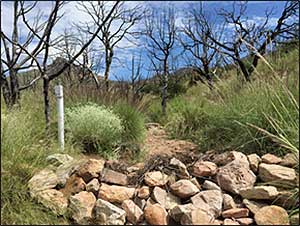 Habitat Restoration