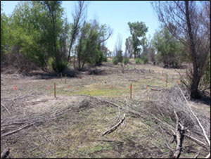 Habitat Restoration