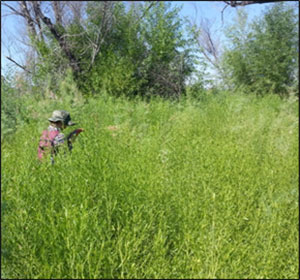 Habitat Restoration