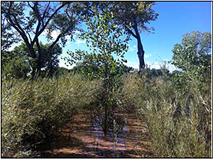 Habitat Restoration