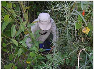 Habitat Restoration