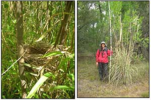 Habitat Restoration