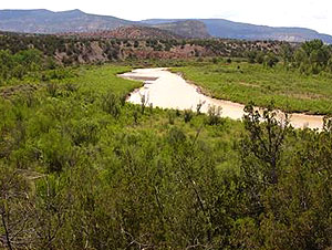 Vegetation Ecology